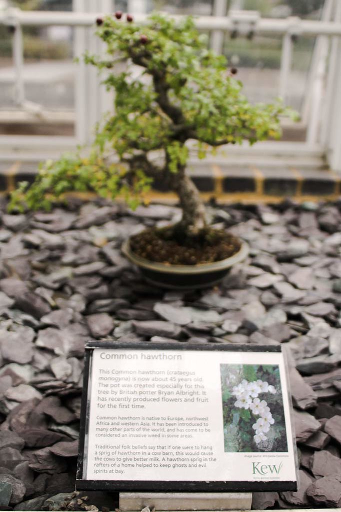 A view of the common hawthorn, a bonsai at Kew Gardens, London
