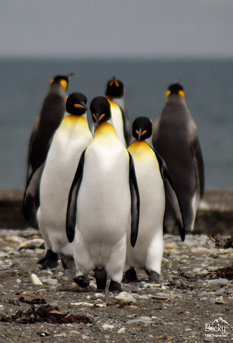 King Penguins in Chile 