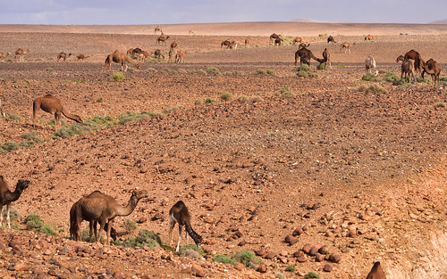 animals antiatlas camel camels desert desktop domestic featured landscape morocco oueddraa r103 sahara ungulates