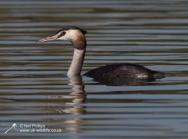 Great crested grebe-7