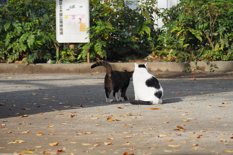 池袋二丁目ふれあい公園の猫ホワイトソックスとブチママ