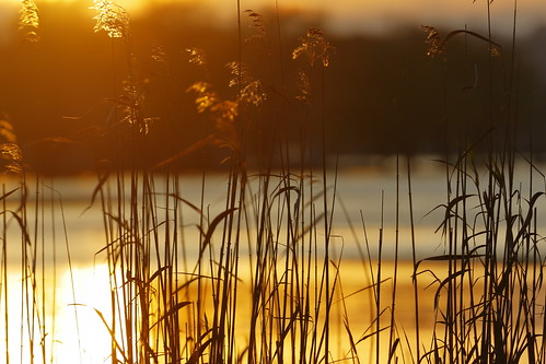 lakewendouree ballarat victoria australia water sunrise reeds reflections