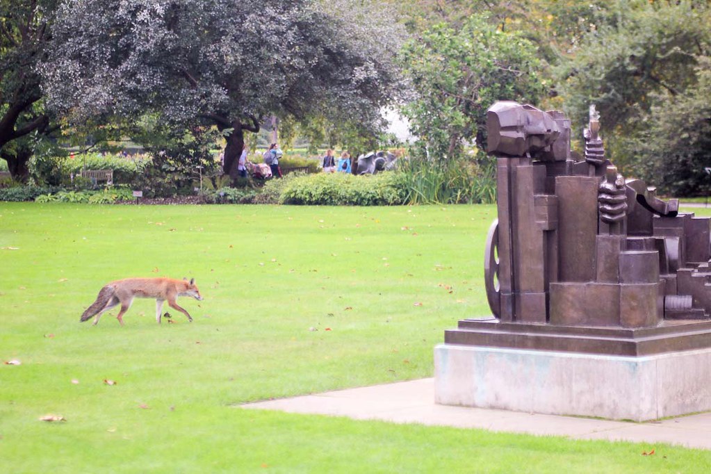 A fox passing by through a field, heading towards a sculpture, at Kew Gardens, London