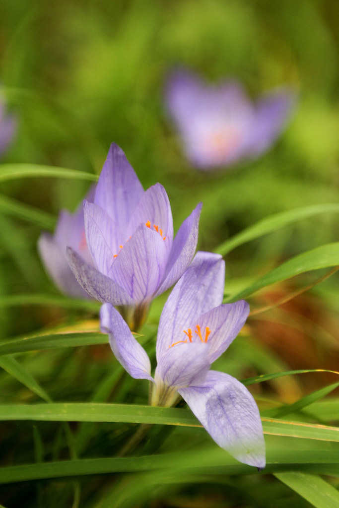 A photo of purple flowers in the grass, at Kew Gardens, London