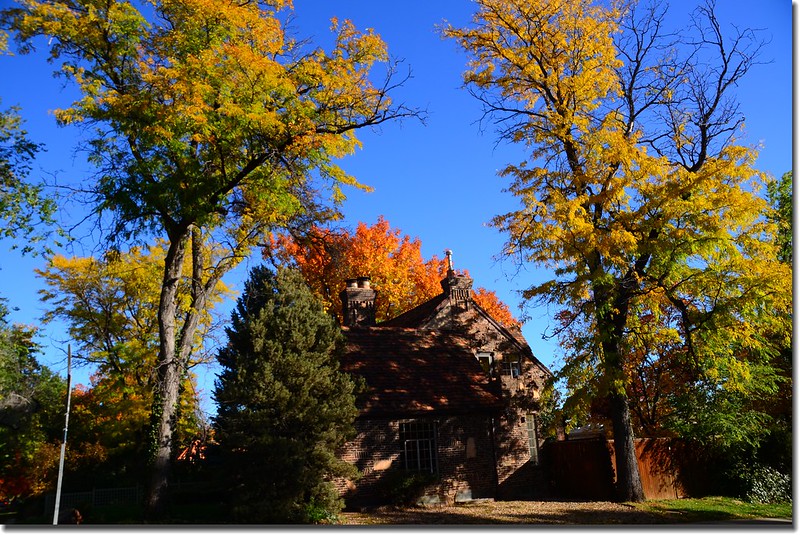 2017 Maple in Fall, Boulder, Colorado  (28)