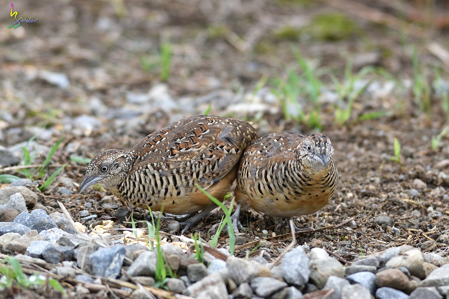 Barred_Buttonquail_3715