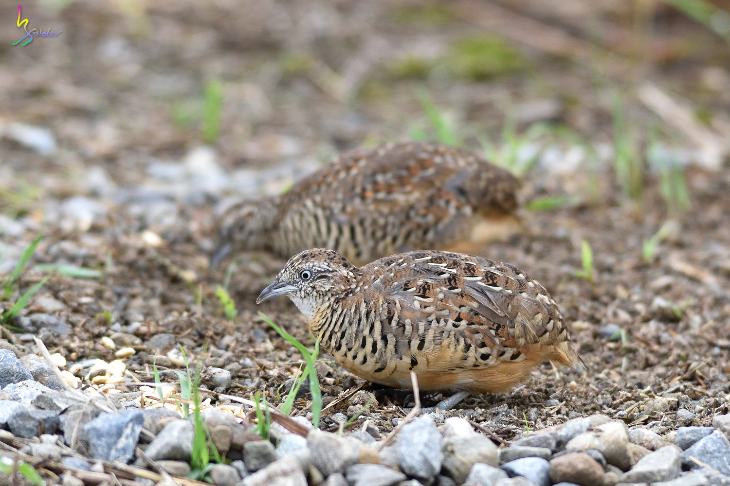 Barred_Buttonquail_3685