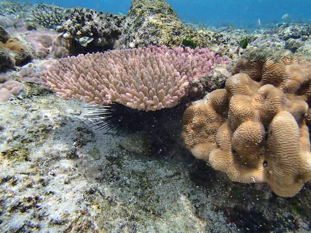 Can Corals Adapt to Climate Change?