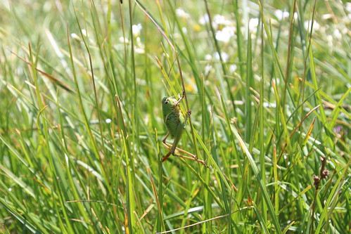 grasshopper grass green macro