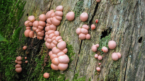 mushrooms canon nature natural wald forest pilz pilze fungi moos baum tree wood pink bubbles rosa holz balls besenbinder arminskowalski panasonic dmcfz200 1000views 30favoriten 30favorites 30faves