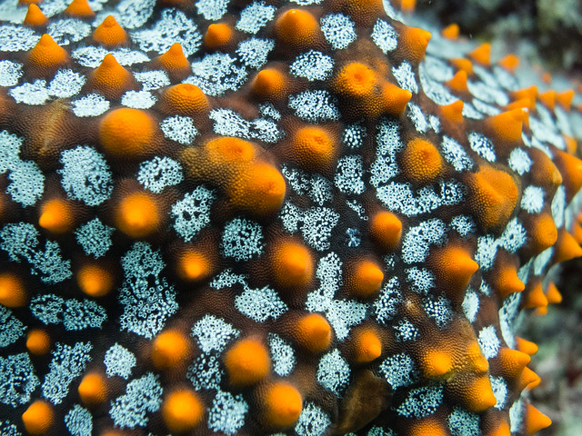 starfish closeup