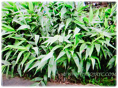 Bamboo-like culms of Thysanolaena latifolia (Bamboo Grass, Tiger Grass, Asian Broom Grass, Rumput Buloh/ Teberau in Malay) that grows below 3 m tall, 4 Oct 2017