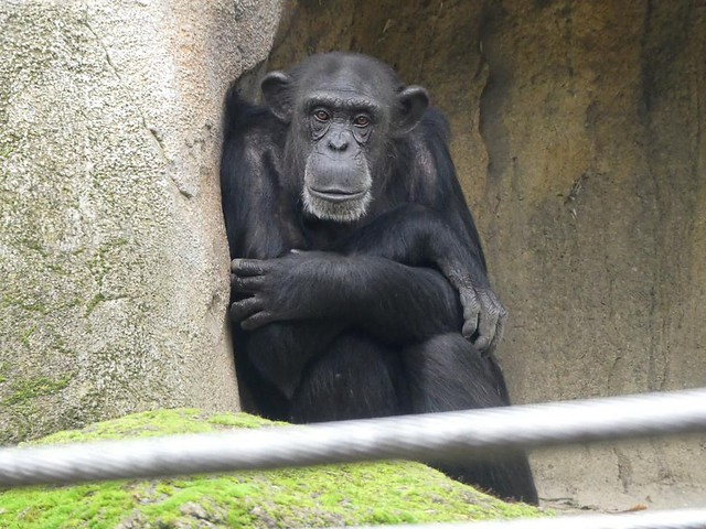 Schimpanse, Zoo Hannover