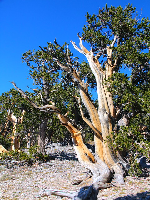 IMG_8128 Great Basin Bristlecone Pine