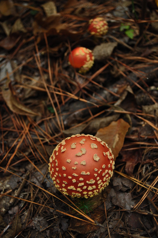 First Landing State Park Fungi (5)