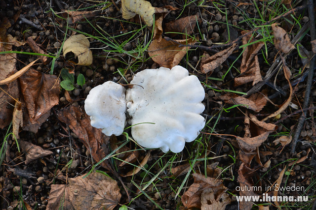 Autumn in Sweden, and you find Schrooms in the lawn, blog post by iHanna, photo copyright by Hanna Andersson