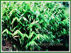 Clump-forming perennial grass of Thysanolaena latifolia (Bamboo Grass, Tiger Grass, Asian Broom Grass, Rumput Buloh/ Teberau in Malay), 4 Oct 2017