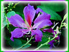 Bauhinia purpurea (Orchid Tree, Purple Bauhinia, Butterfly Tree, Hawaiian/Purple Orchid Tree, Camel's Foot Tree)