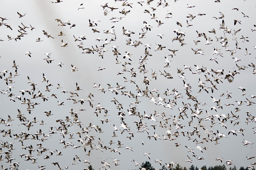 Migrating Snow Geese-8