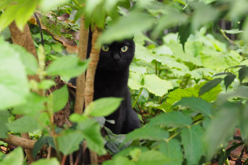 池袋二丁目ふれあい公園の猫。植え込みに隠れるシャイニー