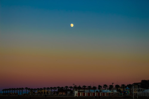 moon sunset palm tree waterfront beach barletta italy apulia