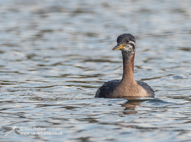 Red necked grebe-11