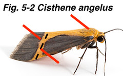 Fig 5-2 Cisthene angelus TX8915595-LeeHoy