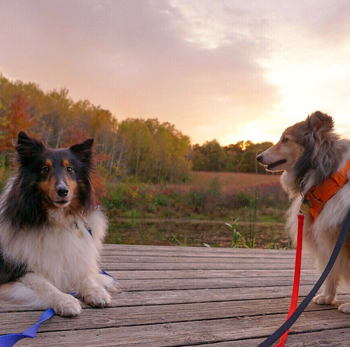 Jasper and Maggie, October 2017