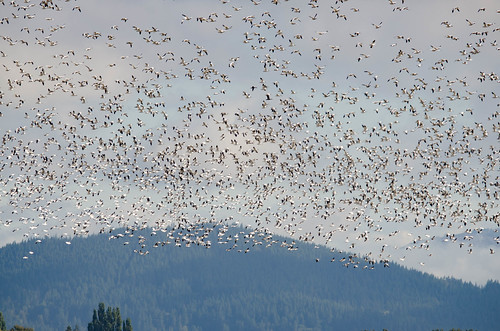 Snow Geese in the Skagit Delta-002