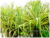 Pandanus baptistii ‘Variegated’ (Gold-striped Screw Pine, Variegated Screw Pine, Compact Golden Screw Pine)