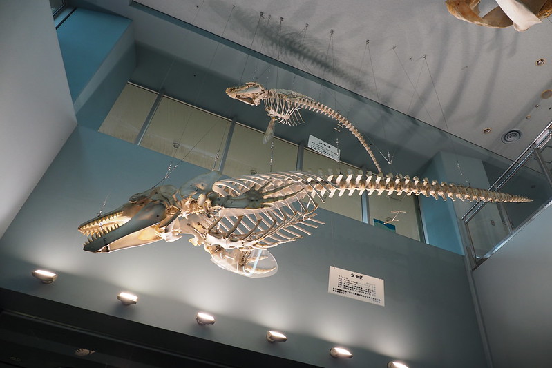 名古屋港水族館シャチ骨格標本