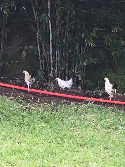 chickens, chickies