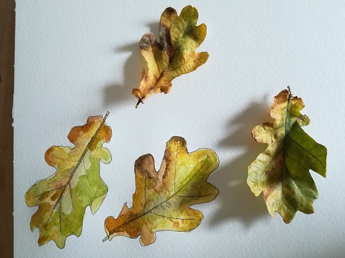Oak leaves painted as part of my Nature Journal. Artist Angela Hennessy