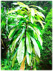 Vatica yeechongii (Resak Daun Panjang in Malay) is an understorey tree that grows up to 15 m tall and with a 9-13 cm diameter, 1 Aug 2009