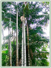 Tall and densely clumping palm of Oncosperma tigillarium (Nibung Palm, Nibong Palm, Nibung, Nibong) that grows up to 25 m tall, 1 Aug 2009