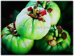 Harvested green fruits of Garcinia atroviridis (Malabar Tamarind, Asam Gelugur/Keping in Malay), 27 Sept 2017