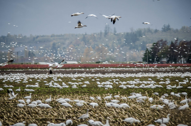 Migrating Snow Geese-17
