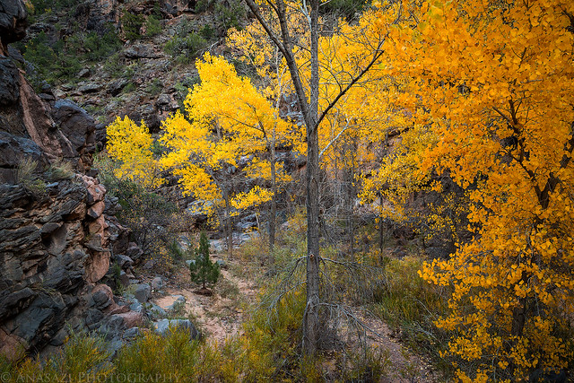 Cottonwood Canyon