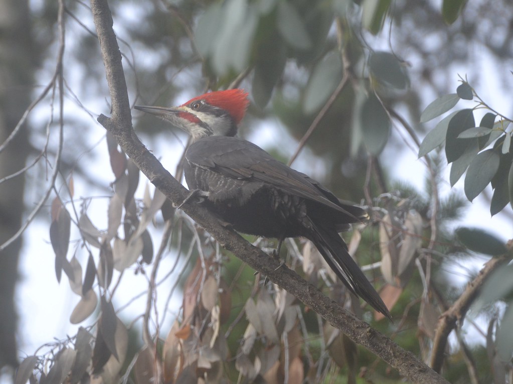 pilested woodpecker