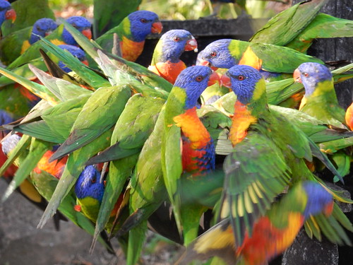 Eungella National Park, el hogar del asombroso ornitorrinco - AUSTRALIA POR LIBRE: EL PAÍS DEL FIN DEL MUNDO (7)