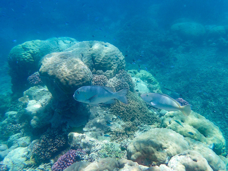 La Gran Barrera de Coral - AUSTRALIA POR LIBRE: EL PAÍS DEL FIN DEL MUNDO (7)