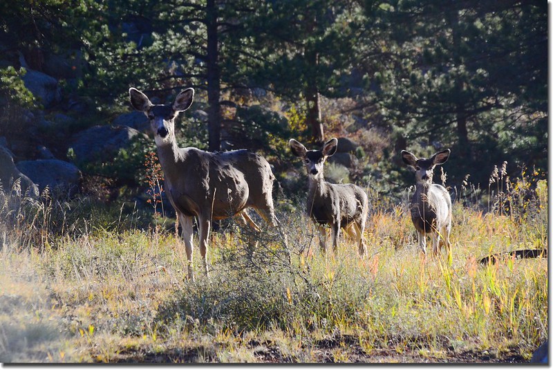 Deer at Rocky Mountain National Park
