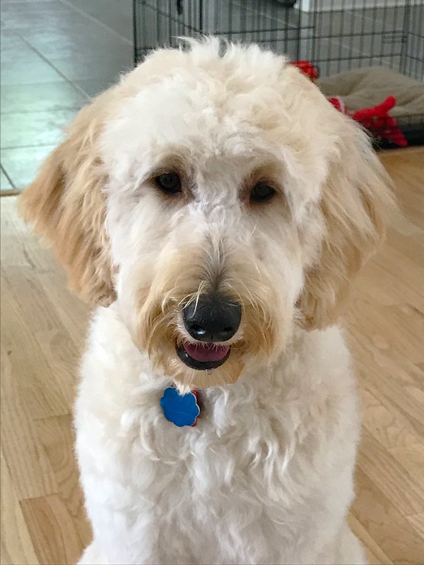 Cheeto the Goldendoodle