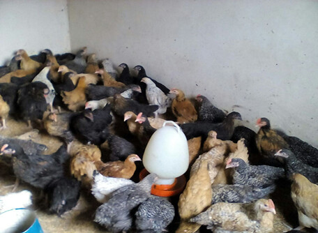 Sasso chicks purchased from Silverlands in Mbeya town (photo credit: ILRI)
