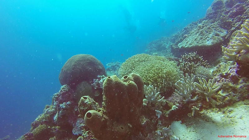 Vibrant reef