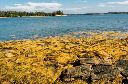 land object plant coast rock seaweed