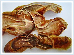 Rhizomes of Cibotium barometz (Golden Chicken Fern, Scythian Lamb, Woolly Fern, Golden Moss, Bulu Pusi in Malay) sliced into pieces, 19 Oct 2017