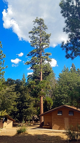sanbernardinonationalforest bartonflats california photo digital summer jeffreypine pinusjeffreyi tree pine angelusoaks