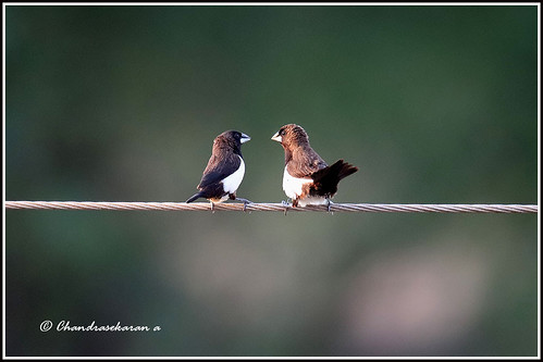 munia birds nature india tamilnadu kodikkarai ptcalimere canoneos6dmarkii tamronsp150600mmg2