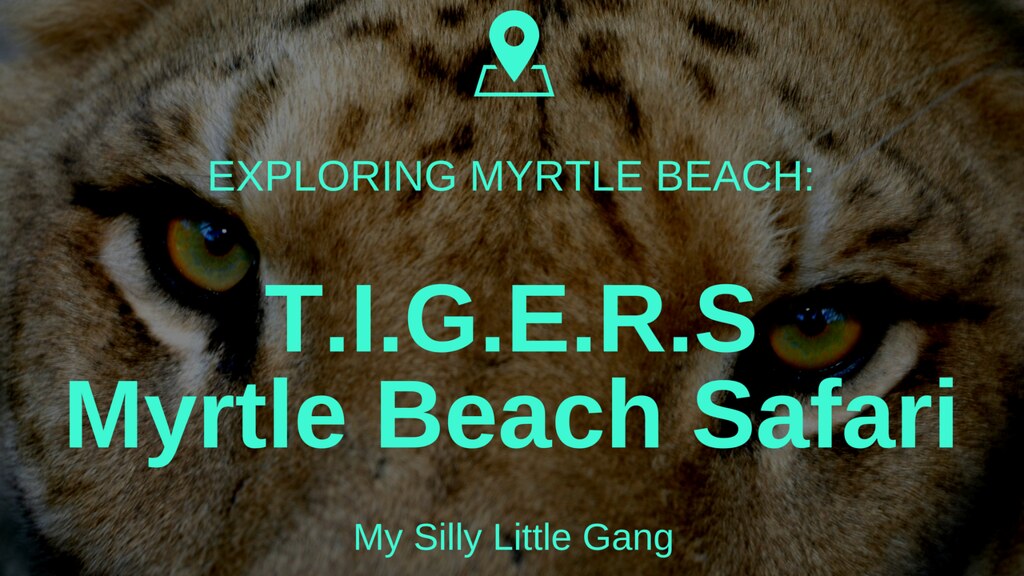 T.I.G.E.R.S. Myrtle Beach Safari Review